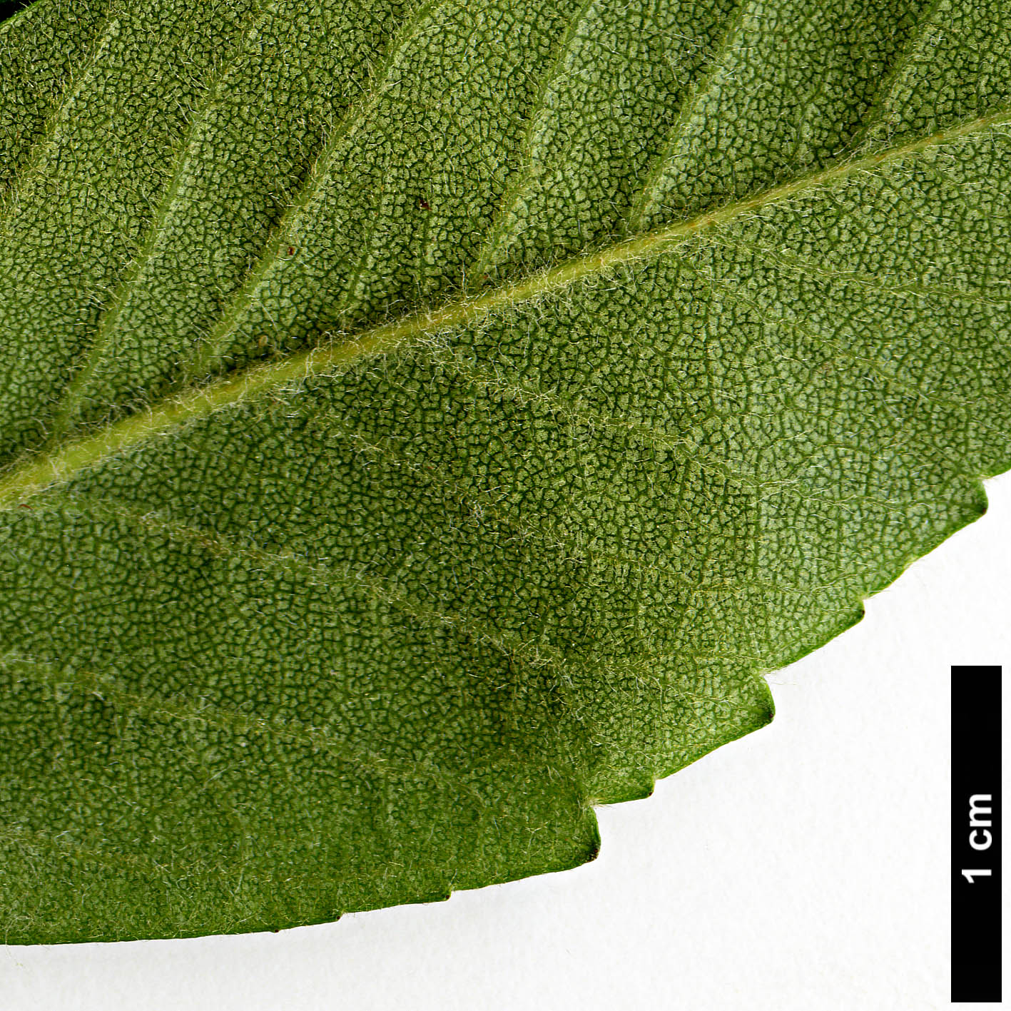 High resolution image: Family: Rosaceae - Genus: Crataegus - Taxon: mexicana - SpeciesSub:  'Manzanilla'